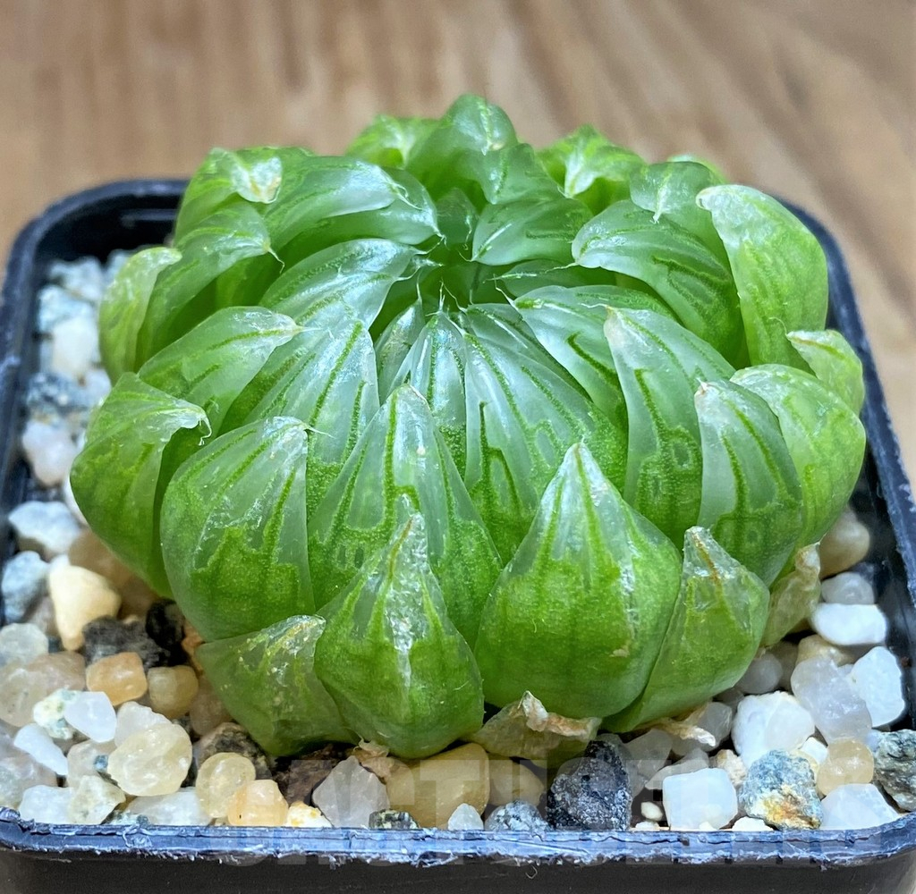 SH12335 Haworthia cooperi ‘Led mutant’ - Image 2