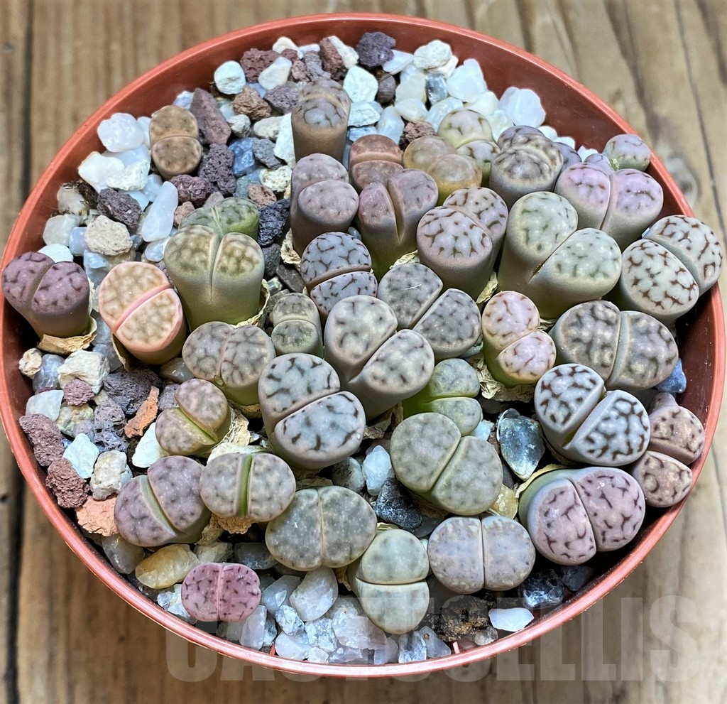 SH12280 Lithops erniana v. eberlansii mix - Obrázek 2