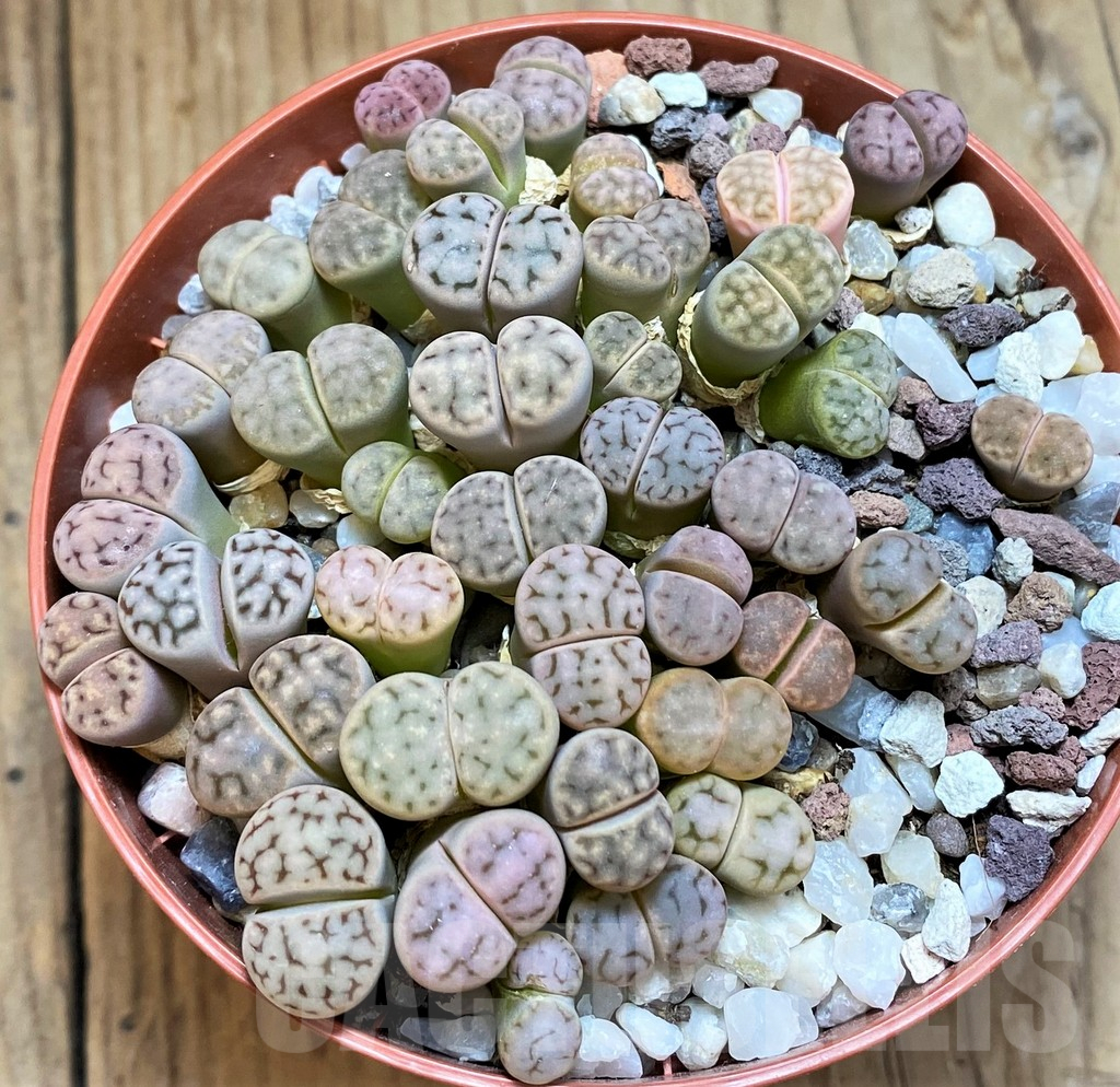 SH12280 Lithops erniana v. eberlansii mix