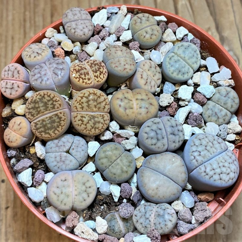 SH12289 Lithops schwantesii mix