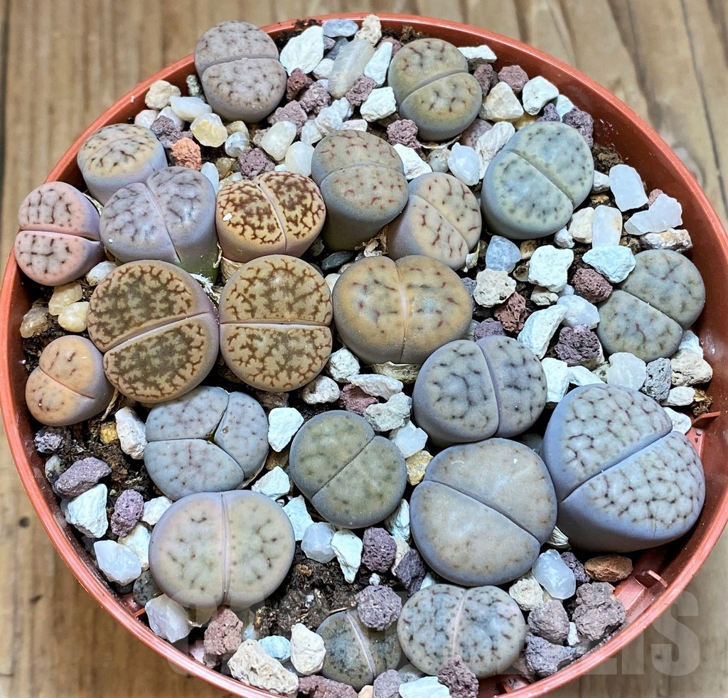 SH12289 Lithops schwantesii mix