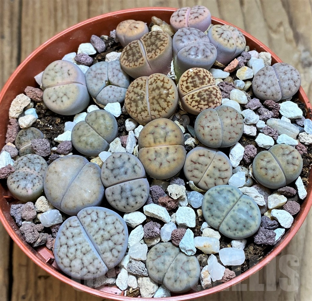 SH12289 Lithops schwantesii mix - Image 2