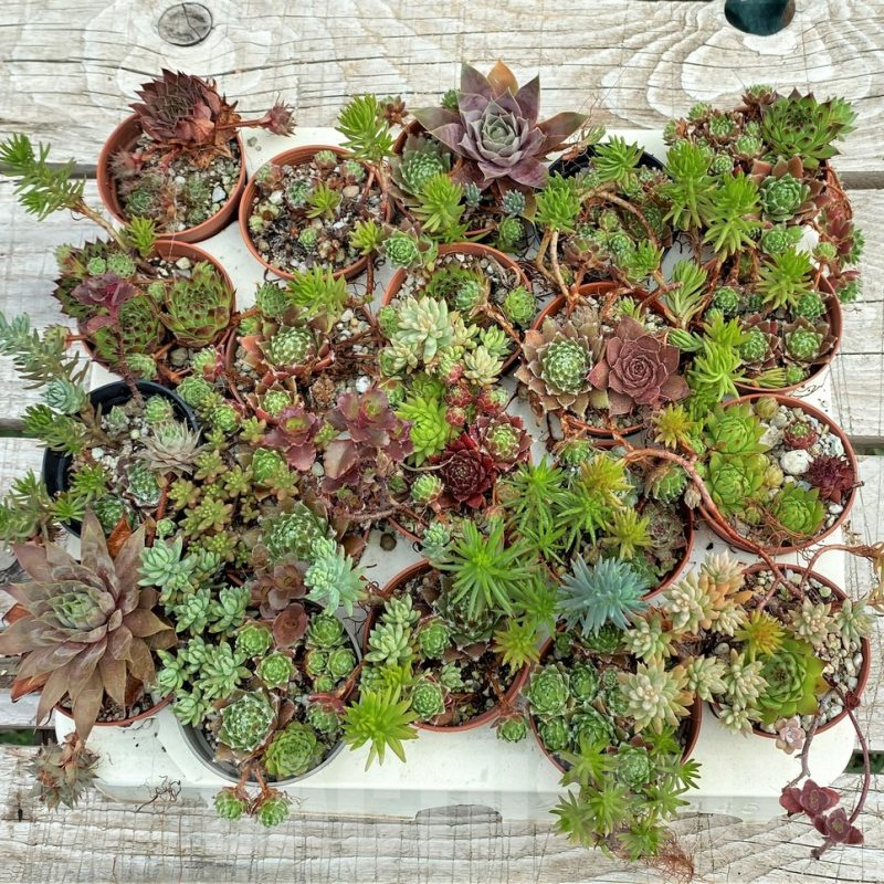 SH12402 Sempervivum, Sedum mix, 20 pots