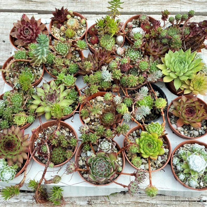 SH12401 Sempervivum, Sedum mix, 20 pots