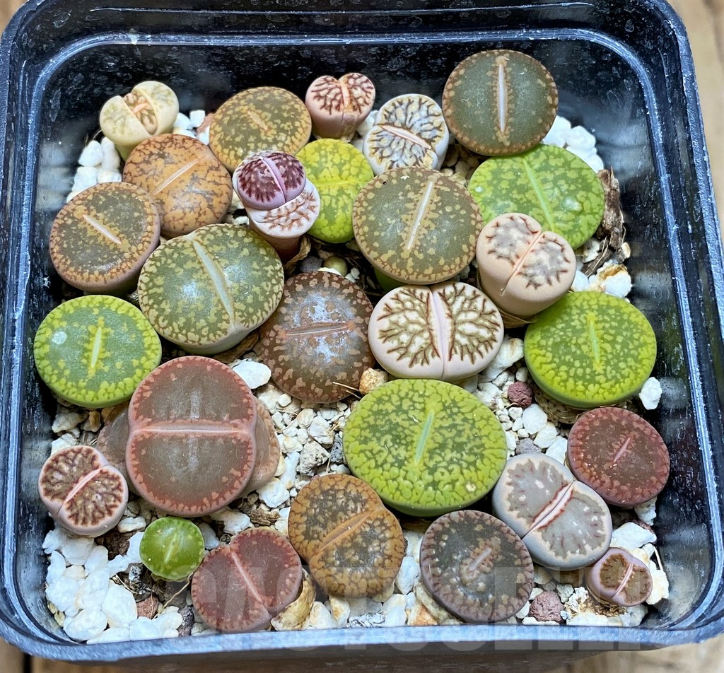 SH12297 Lithops mix - Image 2