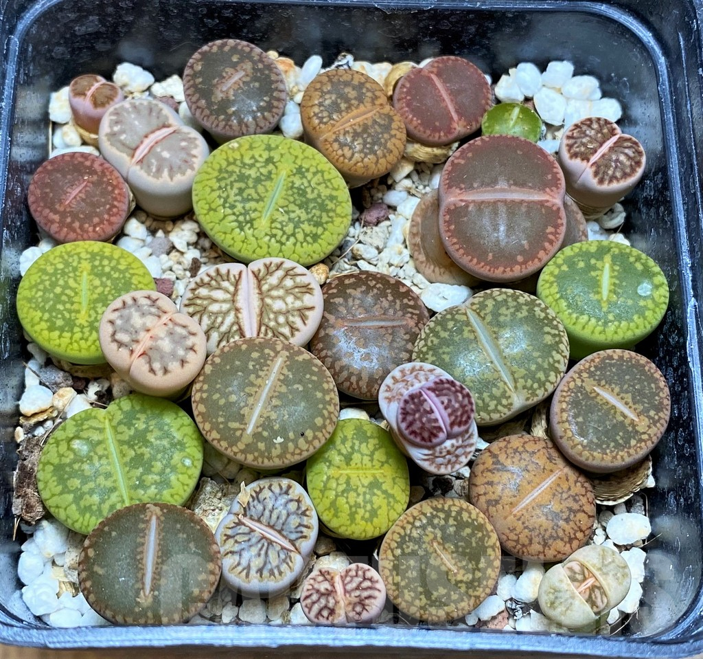 SH12297 Lithops mix