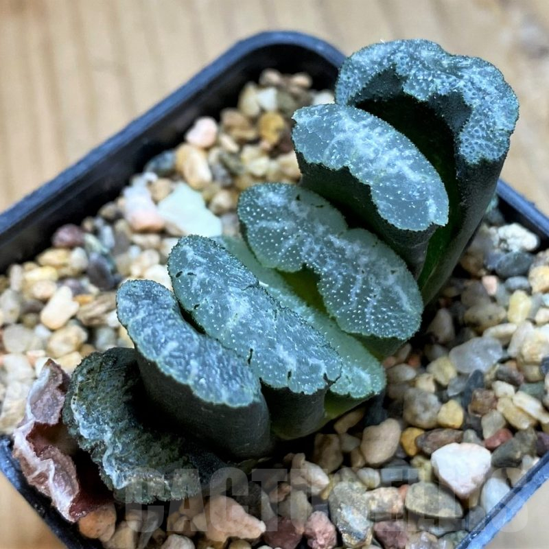 SH12437 Haworthia truncata -Japan-