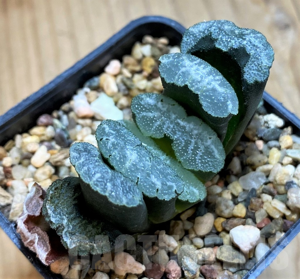 SH12437 Haworthia truncata -Japan-