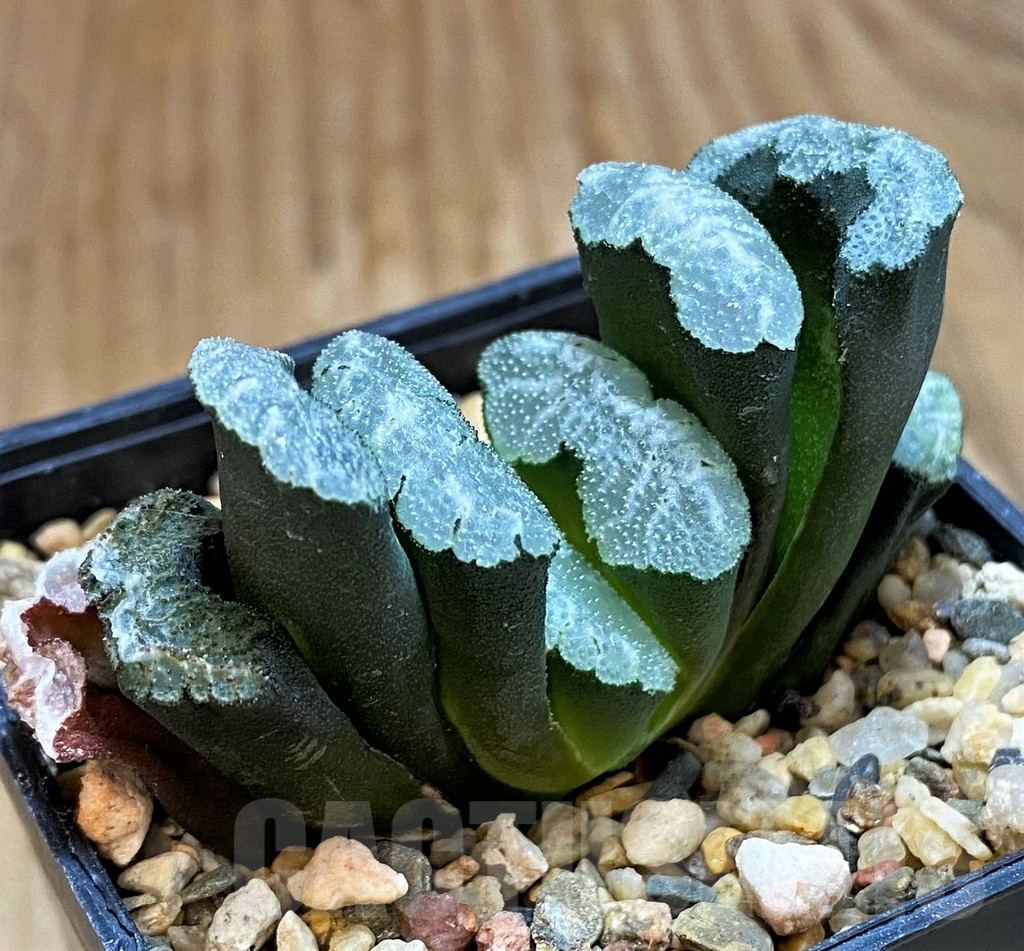 SH12437 Haworthia truncata -Japan- - Obrázek 2