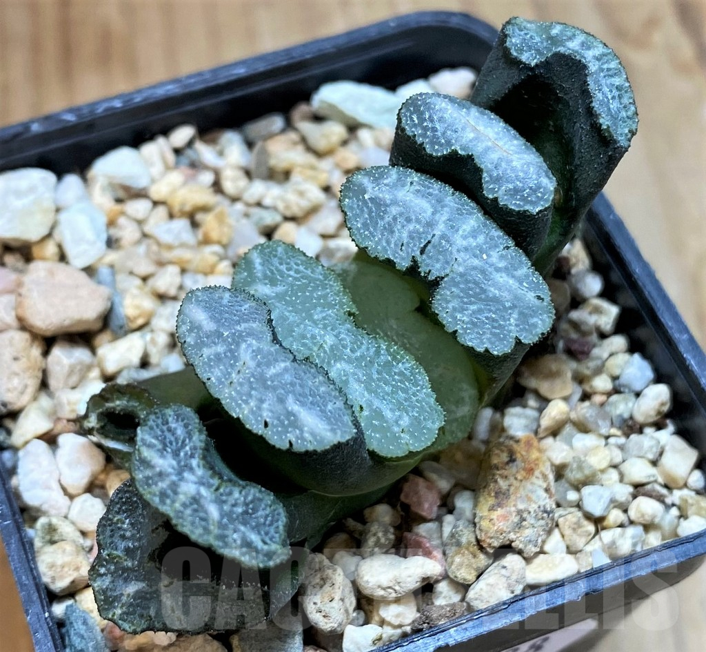 SH12438 Haworthia truncata -Japan-