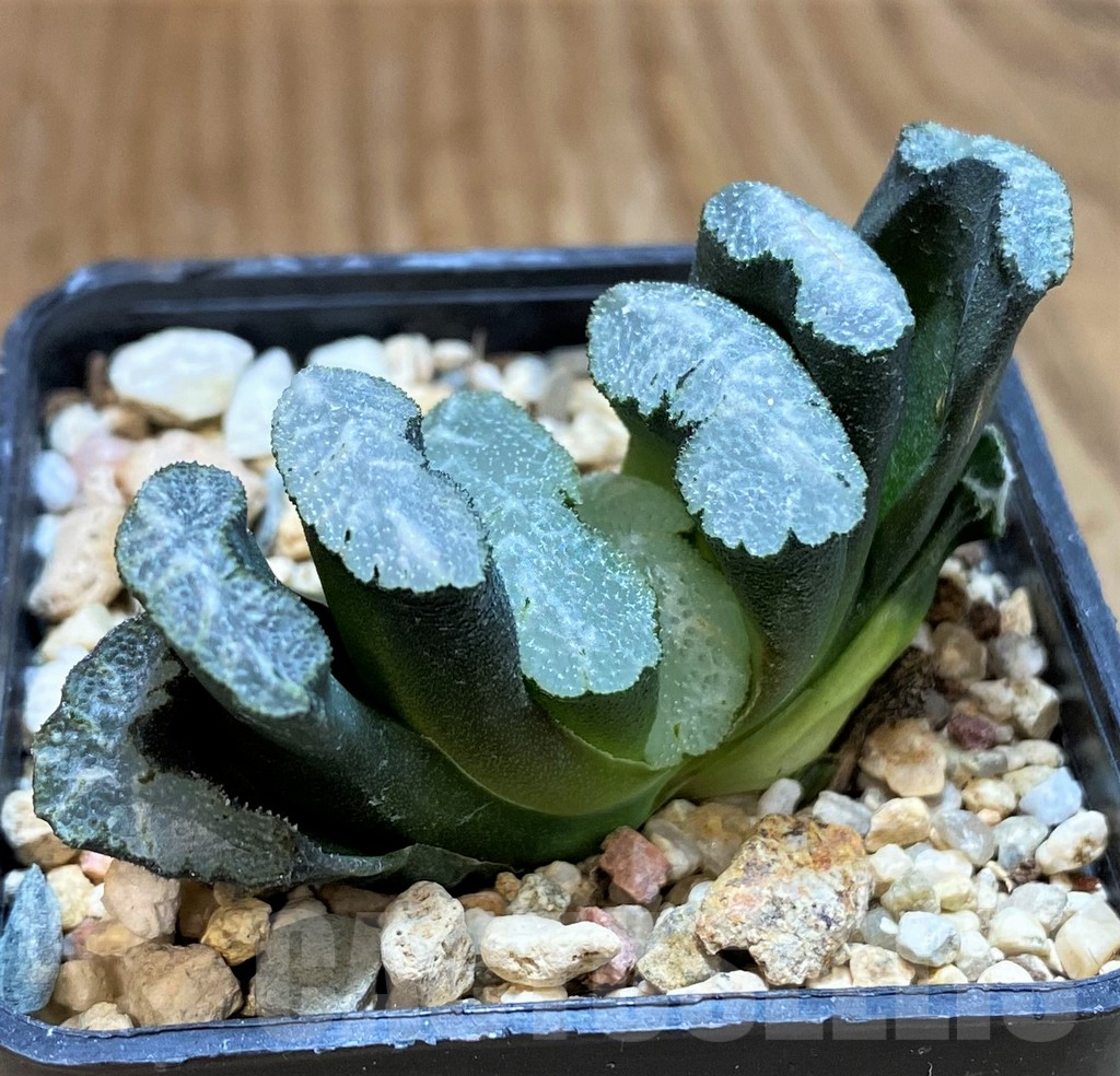 SH12438 Haworthia truncata -Japan- - Image 2