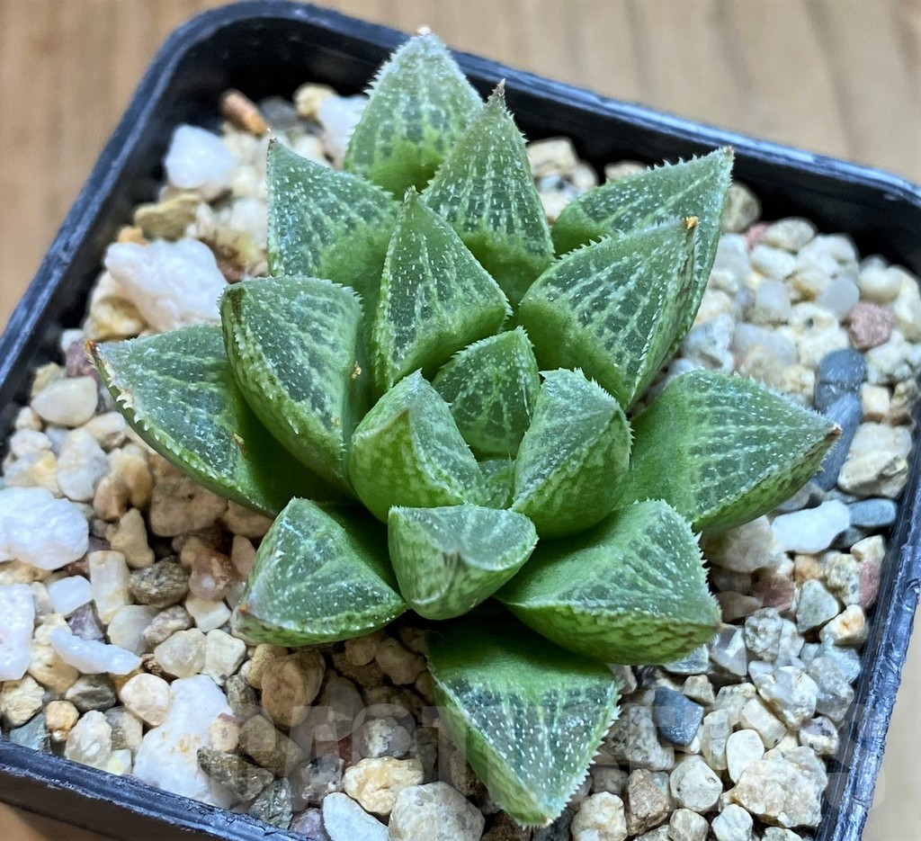 SH12439 Haworthia 'Sasameyuki' HWX-4 - Image 2