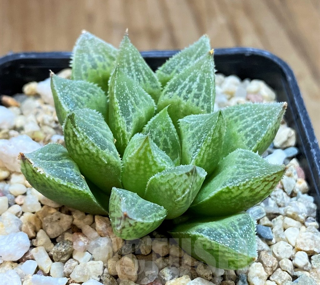 SH12439 Haworthia 'Sasameyuki' HWX-4