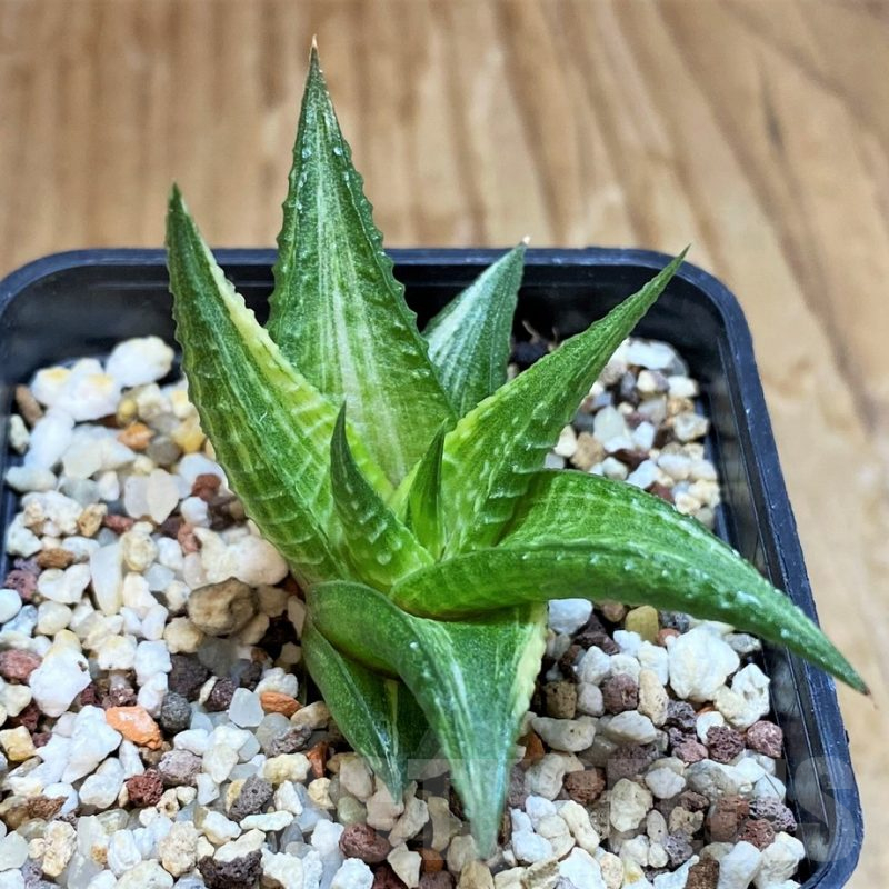 SH12440 Haworthia limifolia hybrid f. variegata