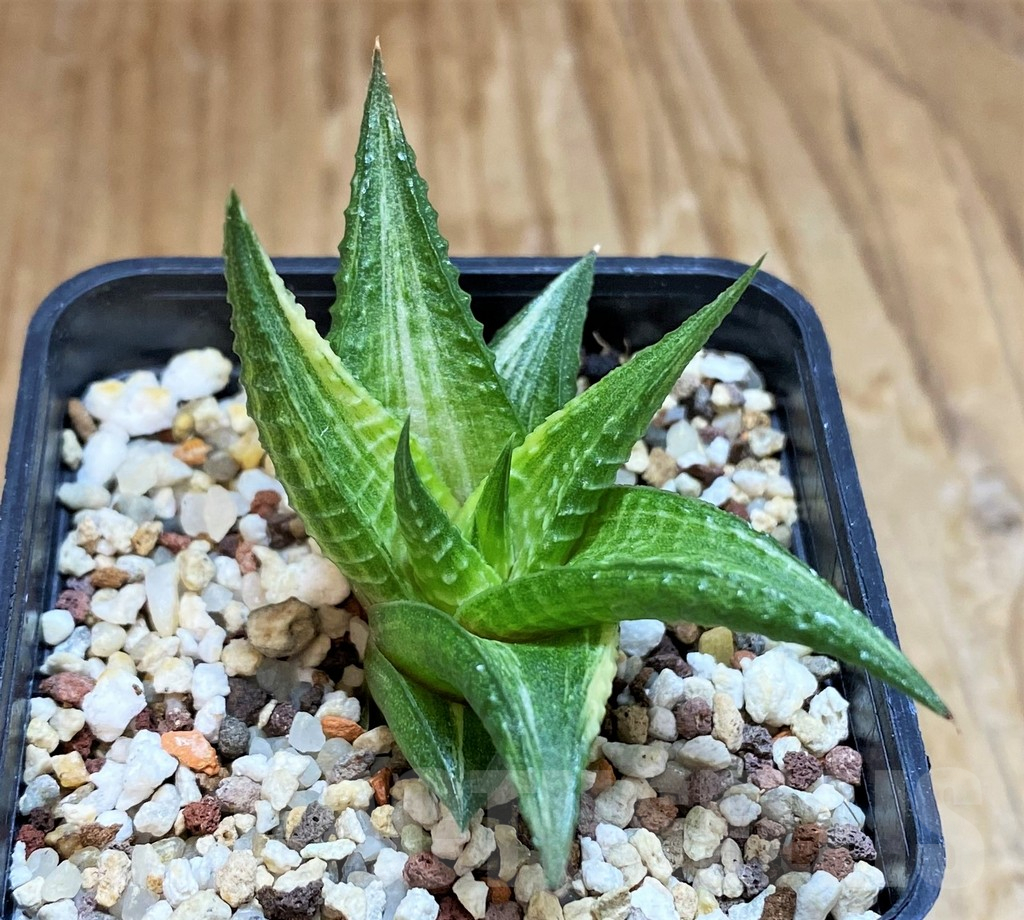 SH12440 Haworthia limifolia hybrid f. variegata