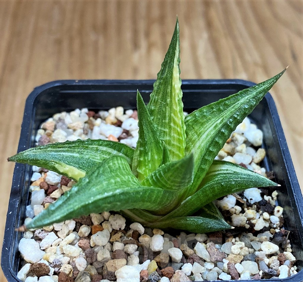 SH12440 Haworthia limifolia hybrid f. variegata - Image 2