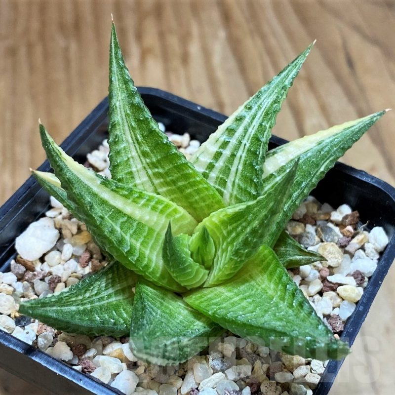 SH12441 Haworthia limifolia hybrid f. variegata