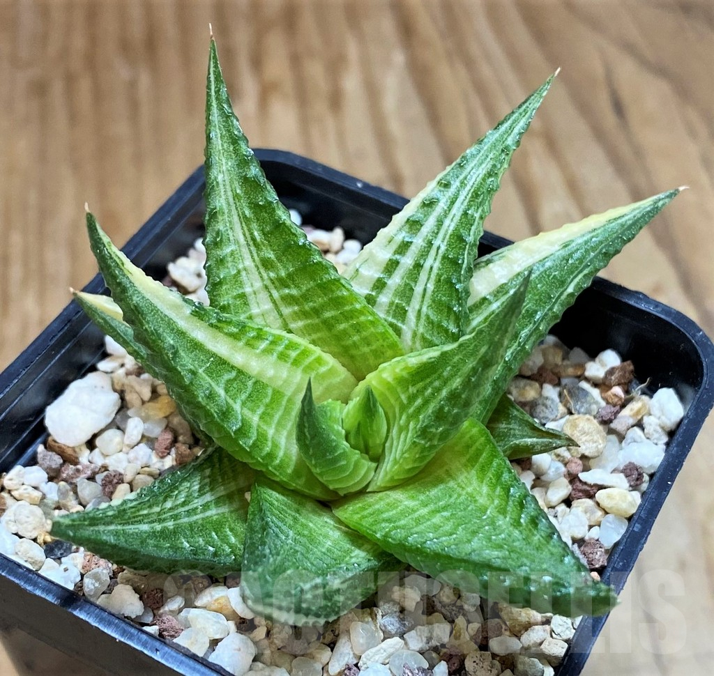 SH12441 Haworthia limifolia hybrid f. variegata