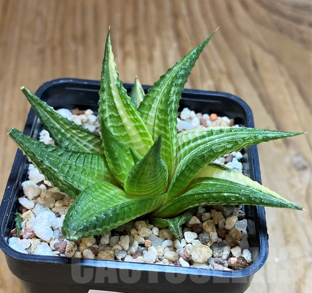 SH12441 Haworthia limifolia hybrid f. variegata - Image 2