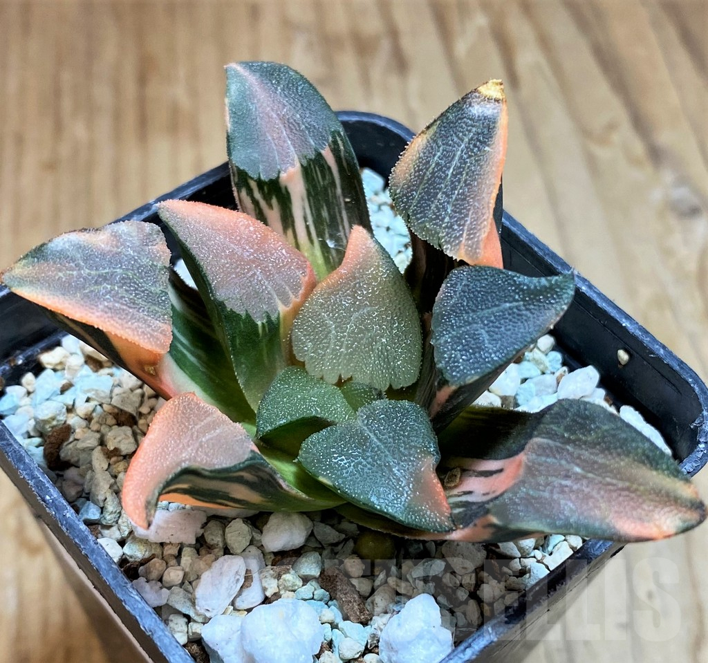 SH12443 Haworthia bayeri f. variegata