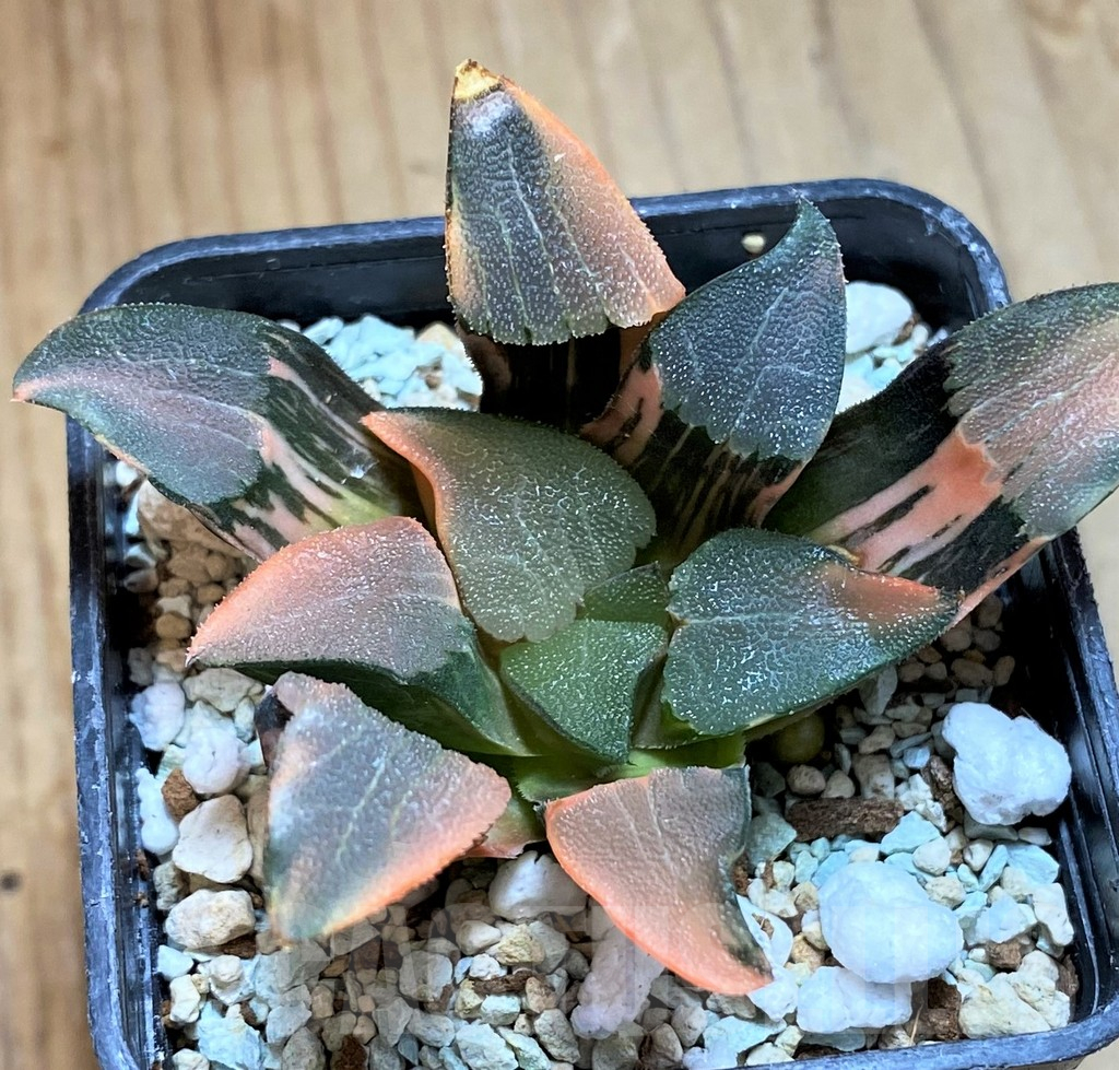 SH12443 Haworthia bayeri f. variegata - Obrázek 3