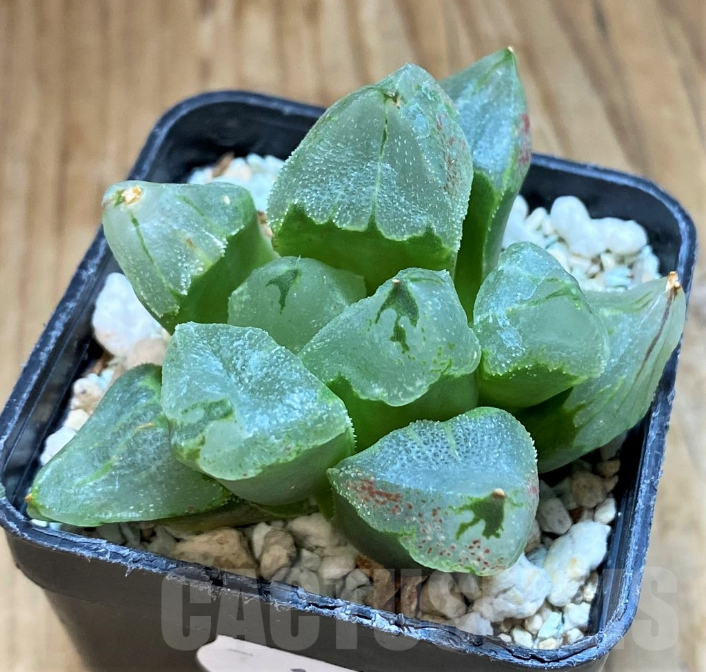 SH12445 Haworthia 'Ice City'