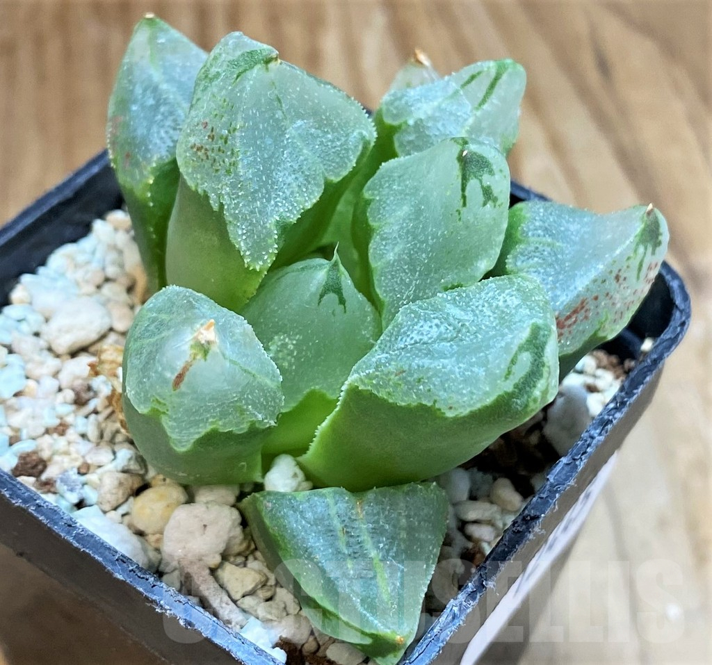 SH12445 Haworthia 'Ice City' - Image 2