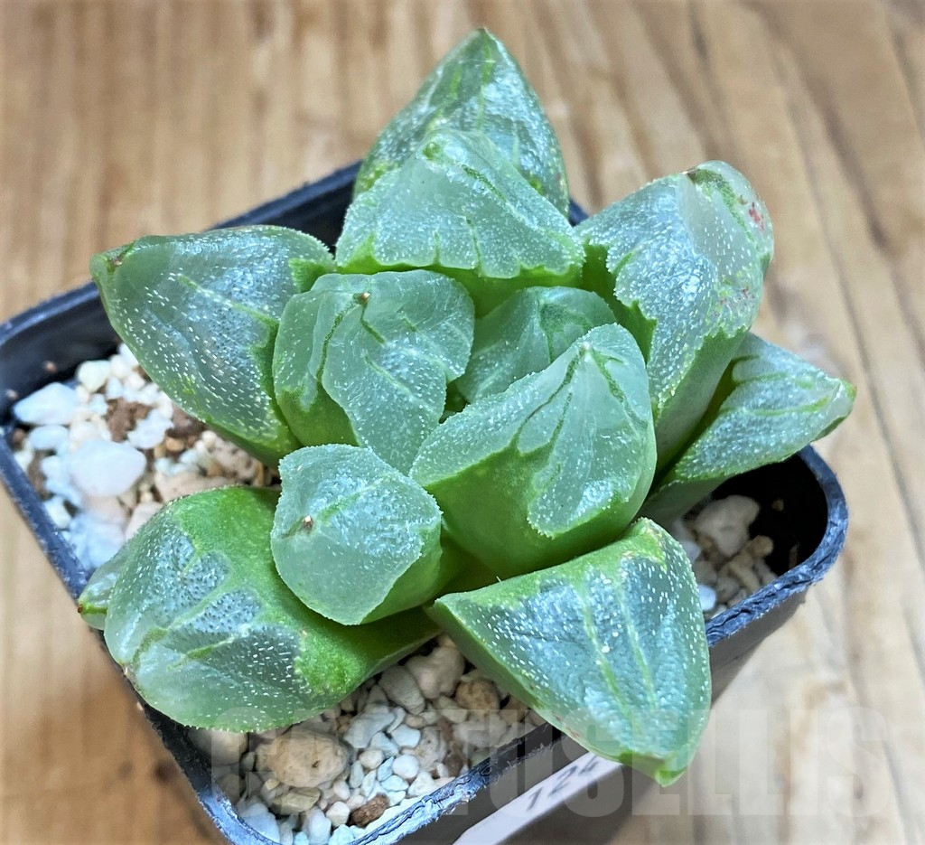 SH12446 Haworthia 'Ice City'