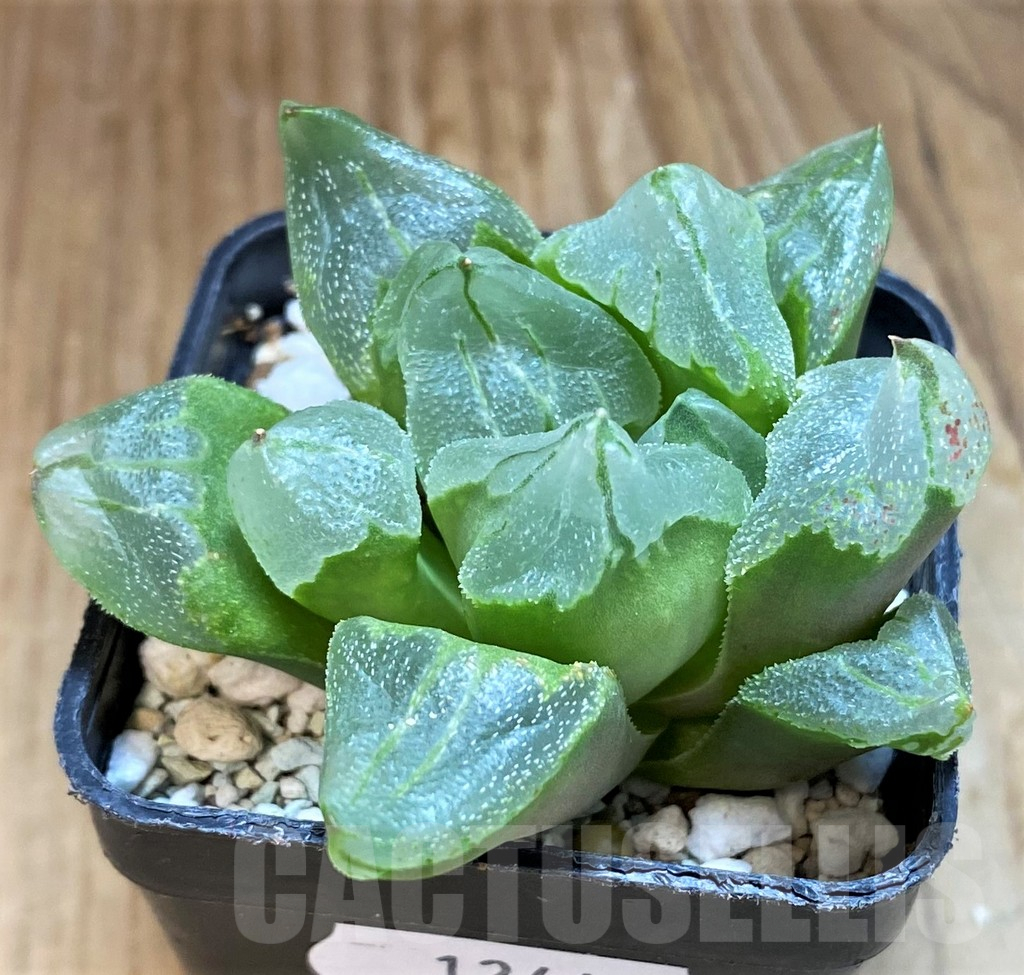 SH12446 Haworthia 'Ice City' - immagine 2