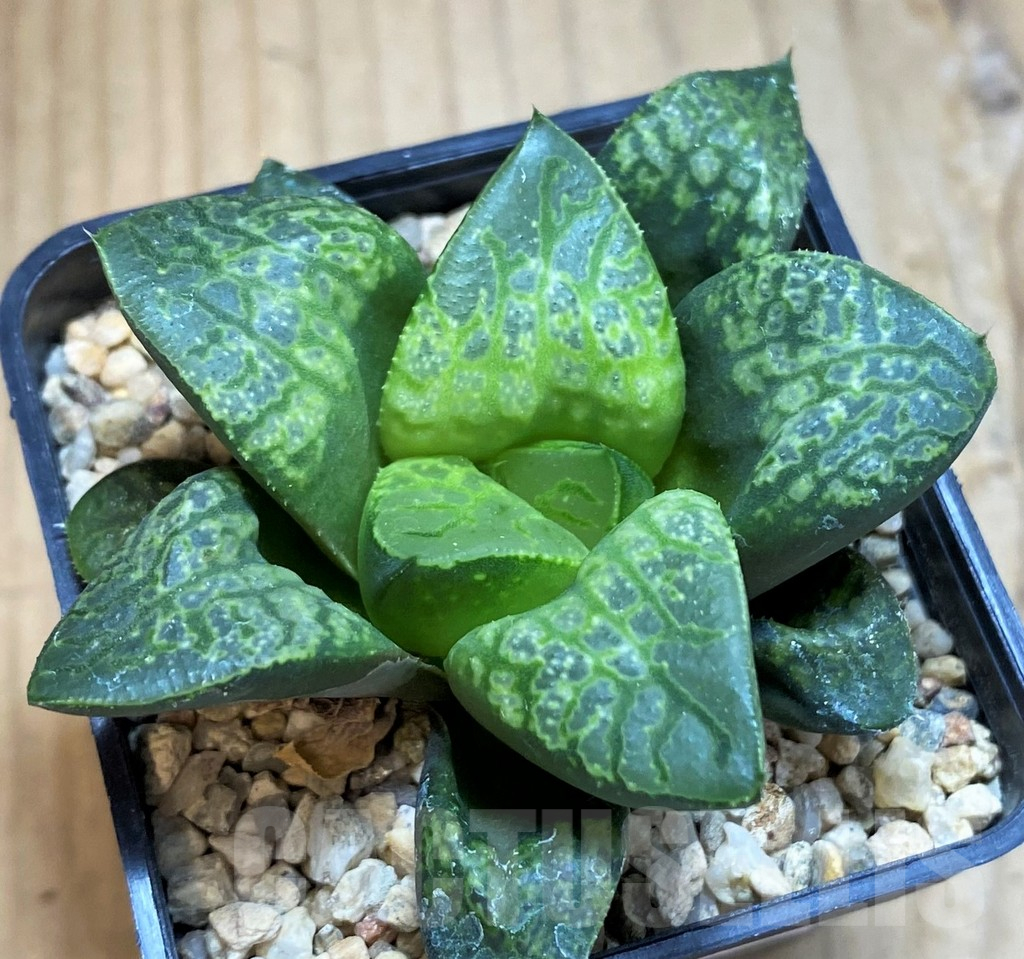 SH12448 Haworthia 'Kamen Butokai' - Image 2