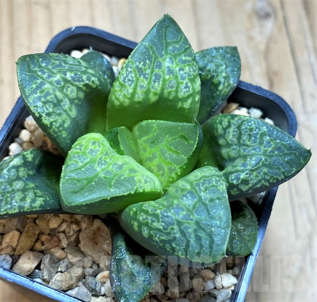 SH12448 Haworthia 'Kamen Butokai'