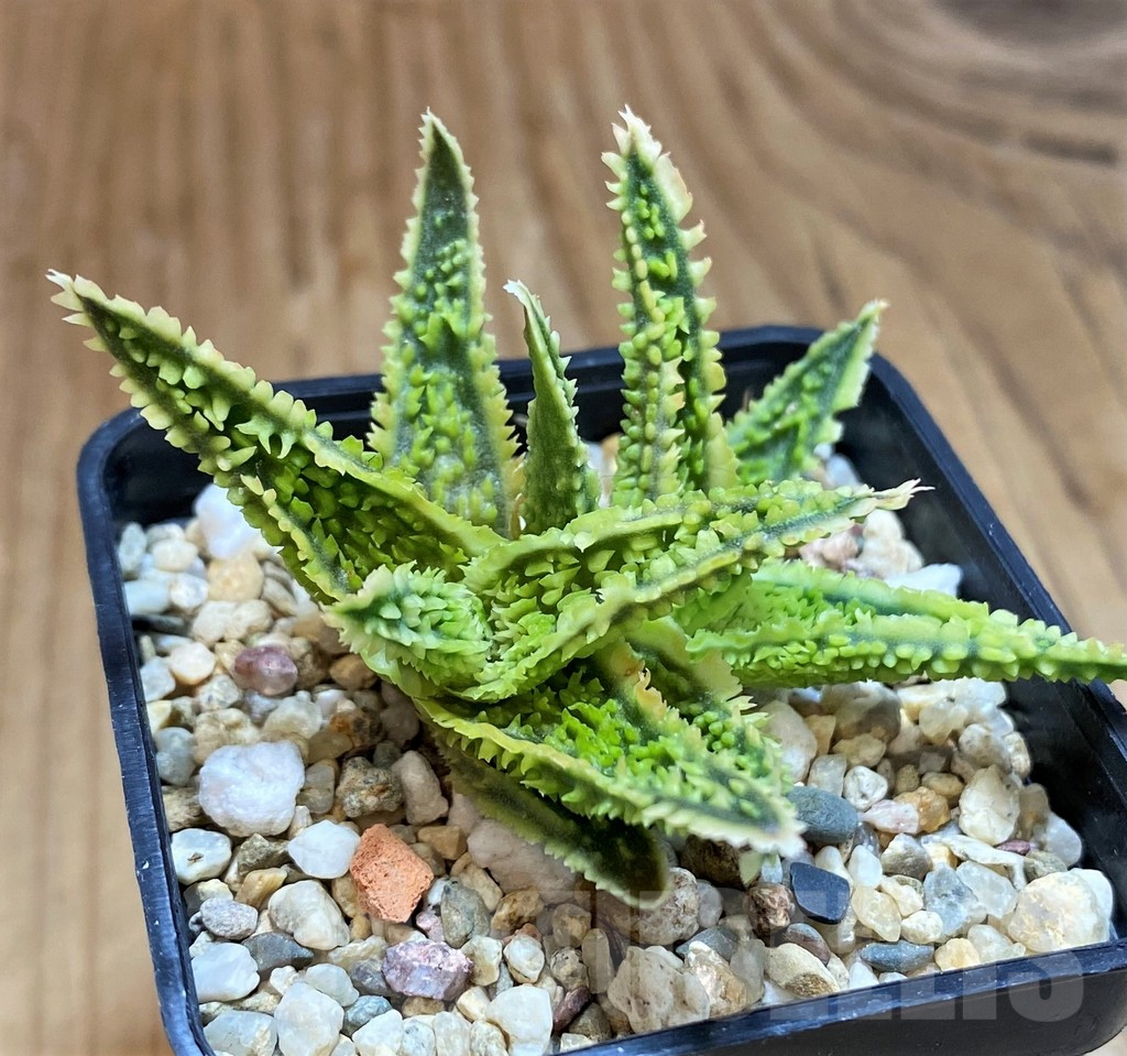 SH12450 Aloe TCT hybrid