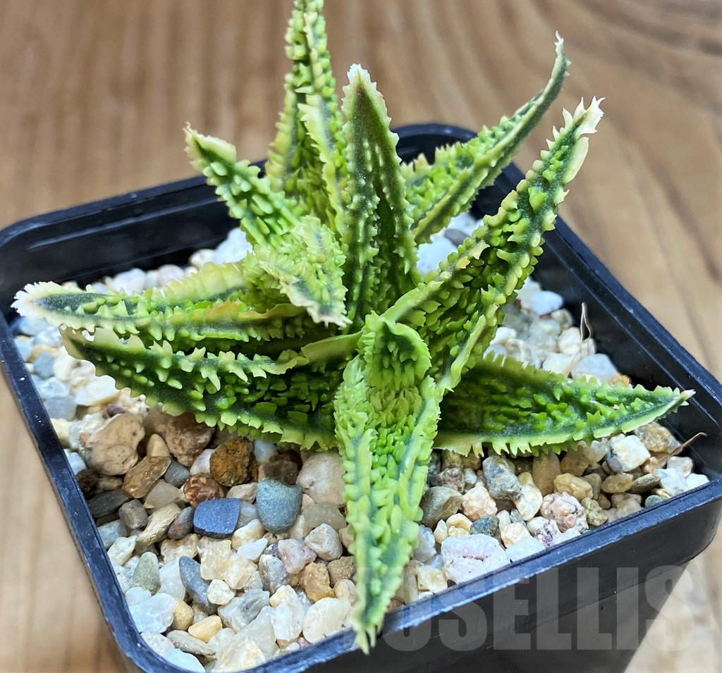 SH12450 Aloe TCT hybrid - immagine 2