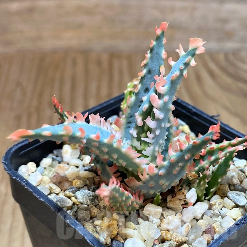 SH12451 Aloe TCT hybrid