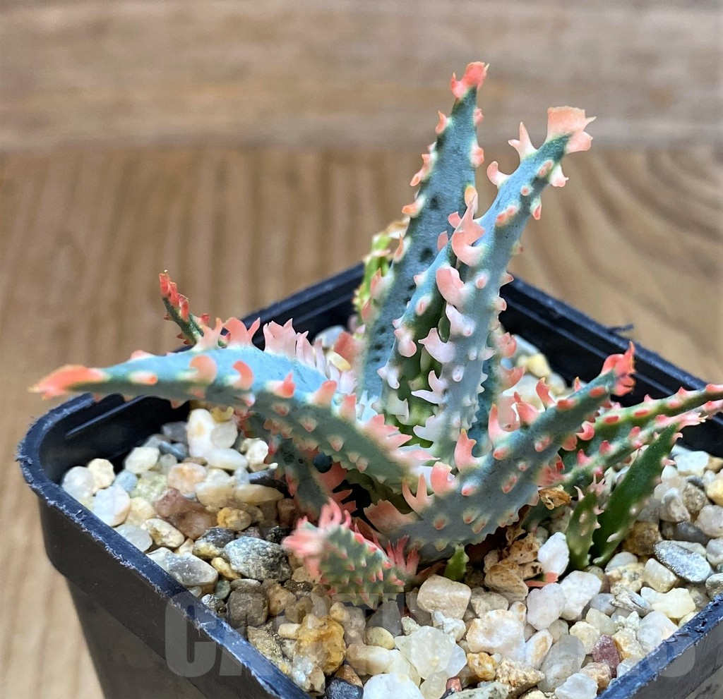 SH12451 Aloe TCT hybrid
