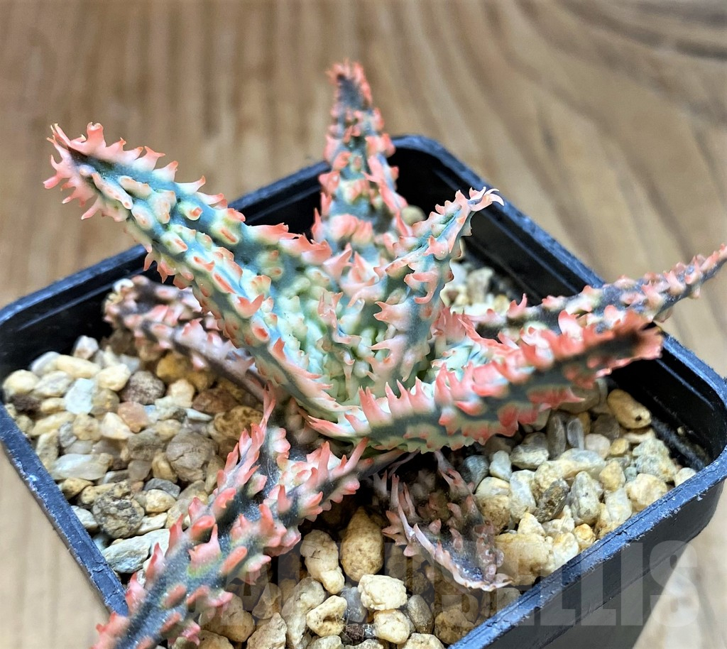 SH12452 Aloe TCT hybrid - immagine 2