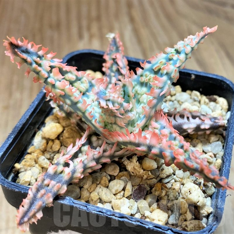 SH12452 Aloe TCT hybrid