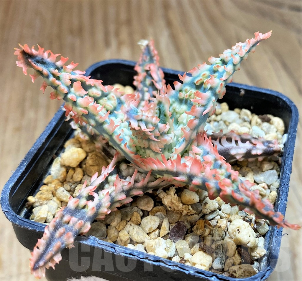 SH12452 Aloe TCT hybrid