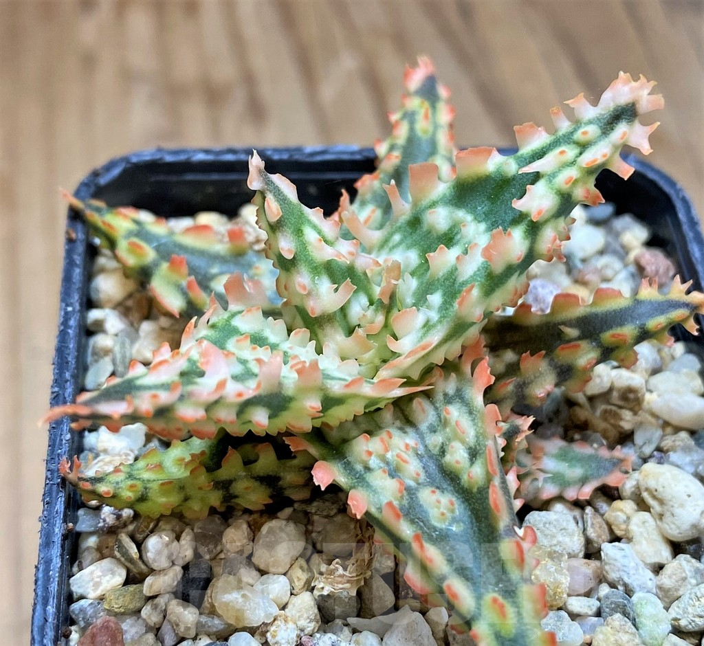 SH12453 Aloe TCT hybrid - 画像 (2)