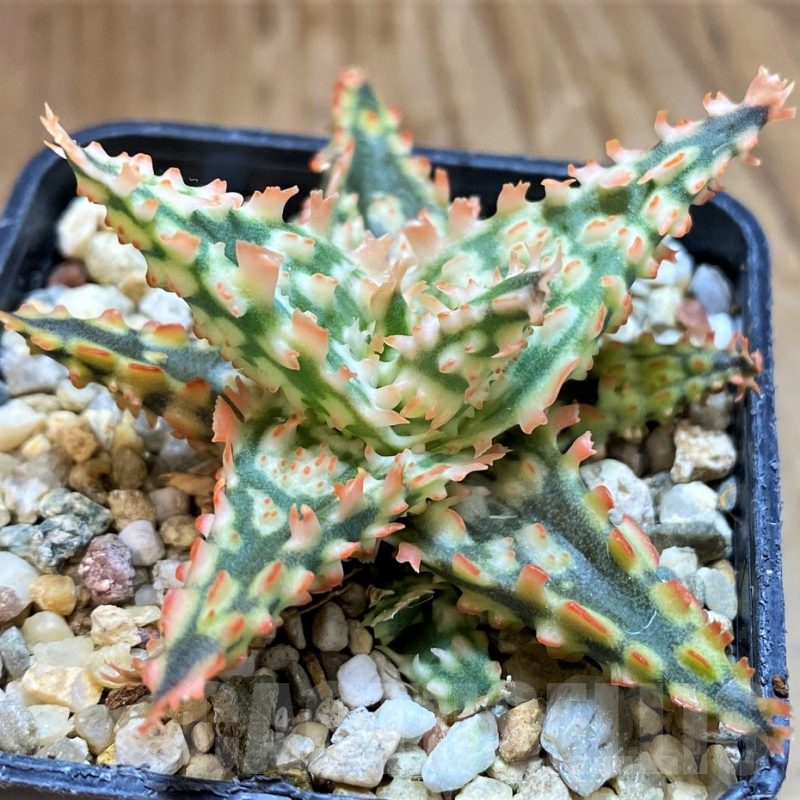 SH12453 Aloe TCT hybrid