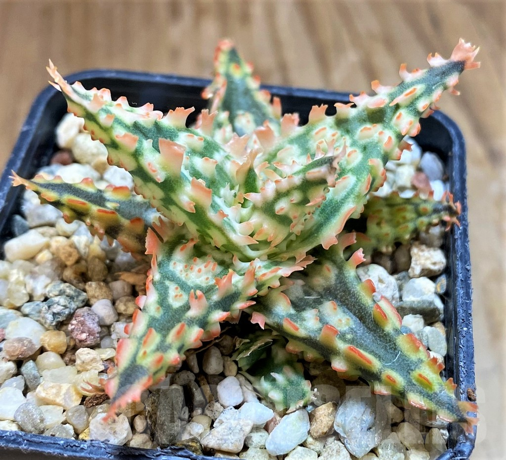 SH12453 Aloe TCT hybrid