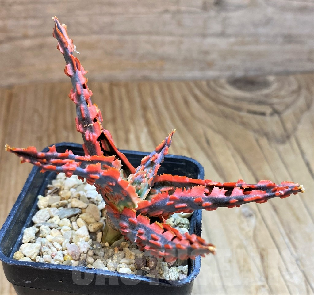 SH12455 Aloe TCT hybrid - Image 2