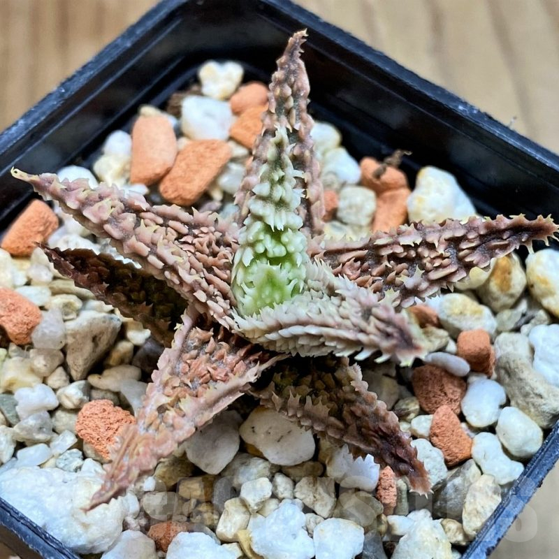 SH12456 Aloe TCT hybrid
