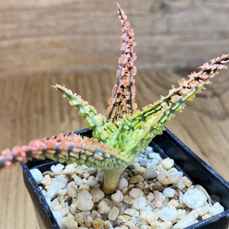 SH12457 Aloe TCT hybrid