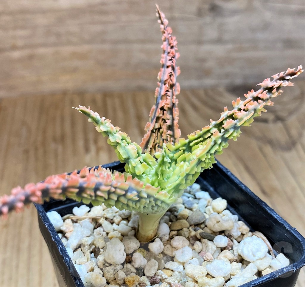 SH12457 Aloe TCT hybrid