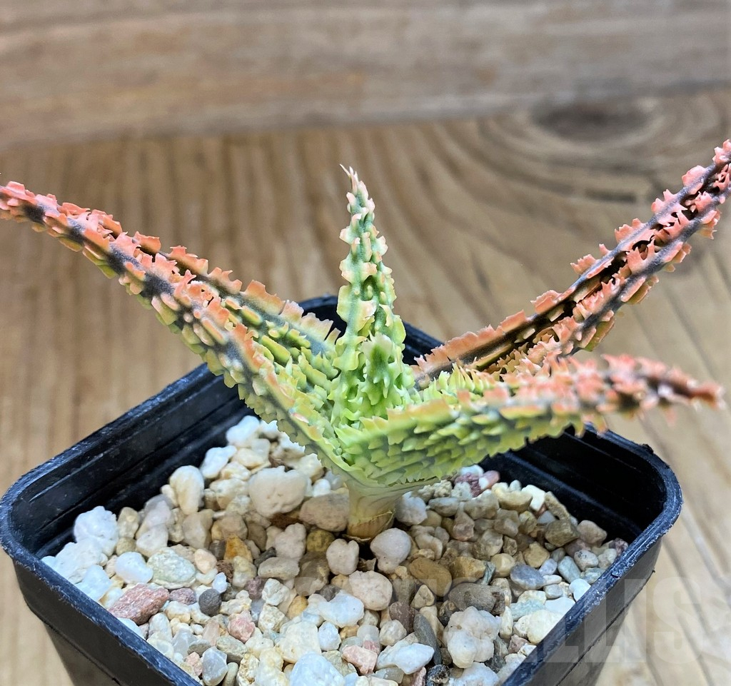 SH12457 Aloe TCT hybrid - Image 2