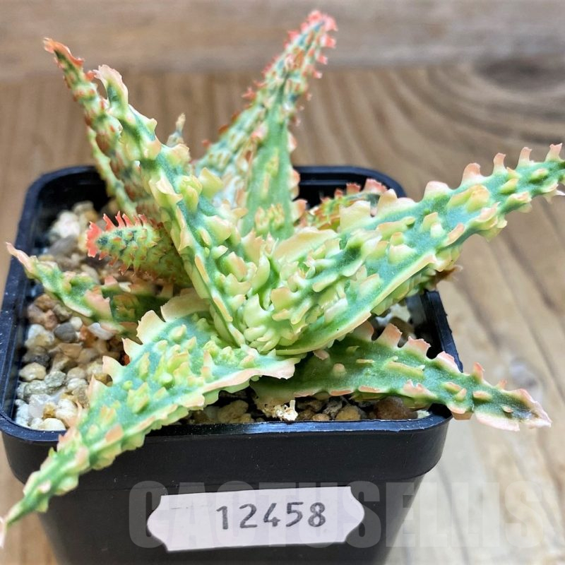 SH12458 Aloe TCT hybrid
