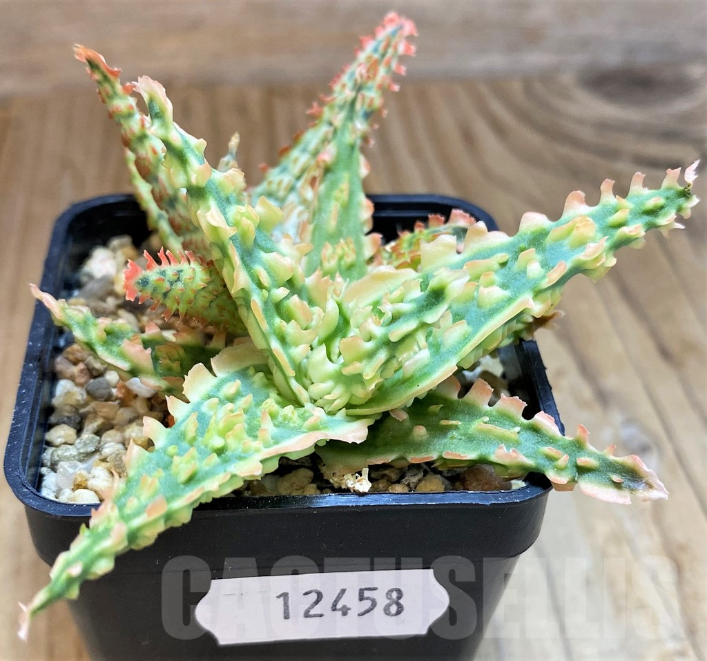 SH12458 Aloe TCT hybrid