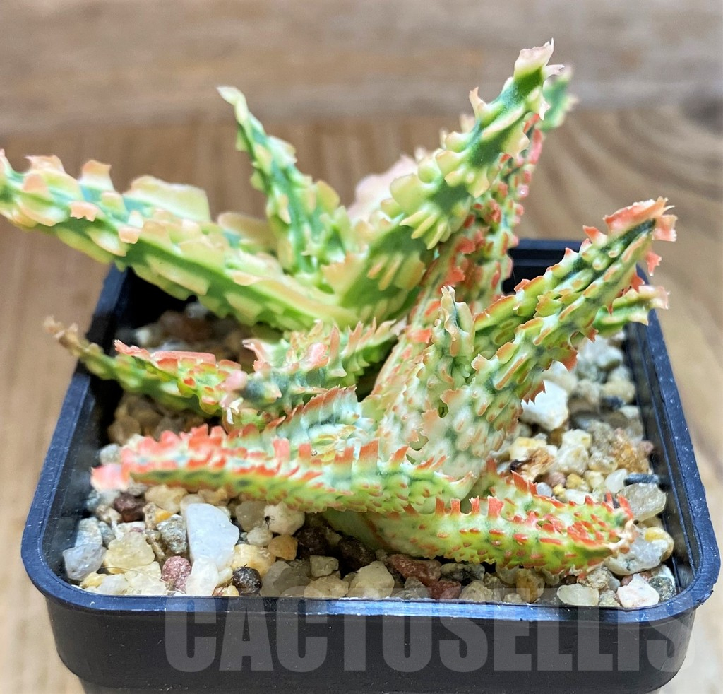 SH12458 Aloe TCT hybrid - Image 2