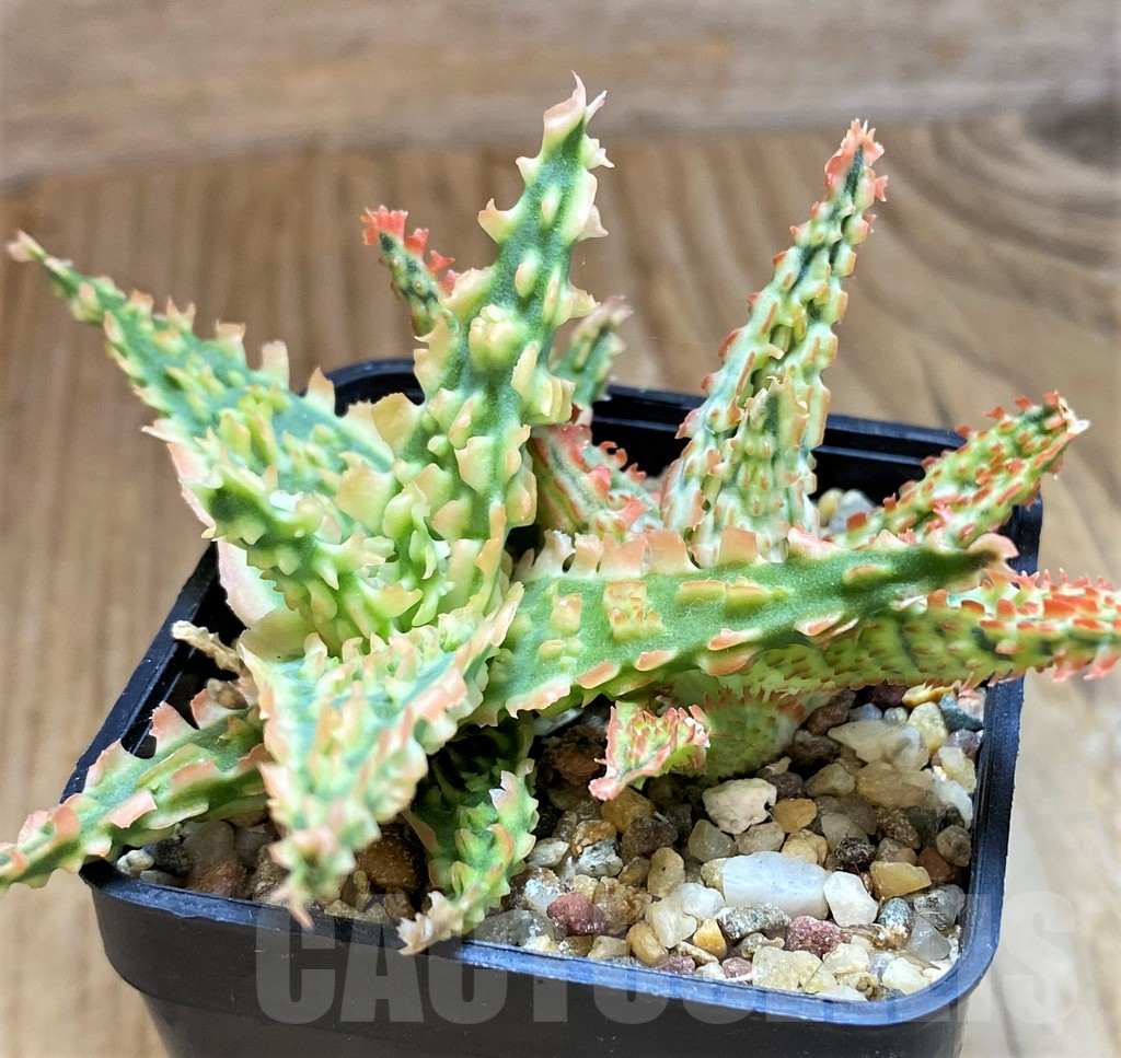 SH12458 Aloe TCT hybrid - Image 3